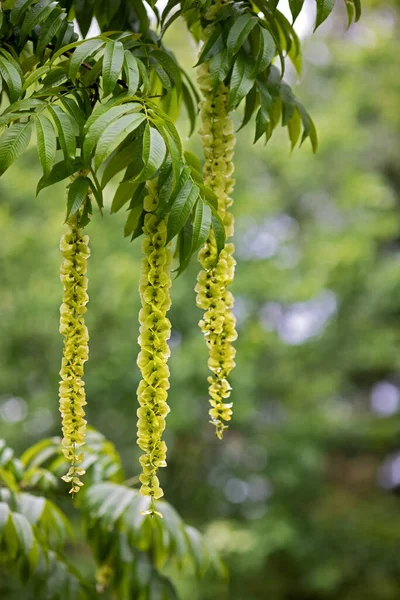 Las Hojas Verdes Las Flores Hermosas Amarillas Del Pterocarya —  Fotos de Stock