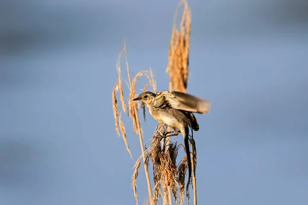 Warbler Tamanho Médio Com Marrom Listrado Para Trás Asas Poleiro — Fotografia de Stock