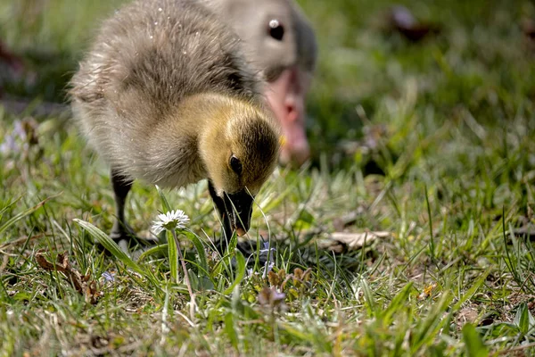 Cute Little Goose Eating Grass Back Blurred Head One Parent — Stock Photo, Image