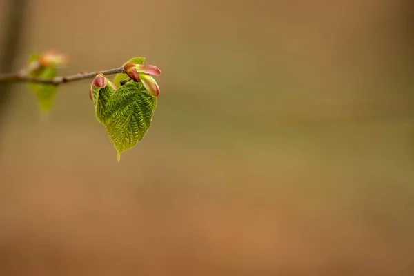 Весна Листя Розгортаються Деревах — стокове фото