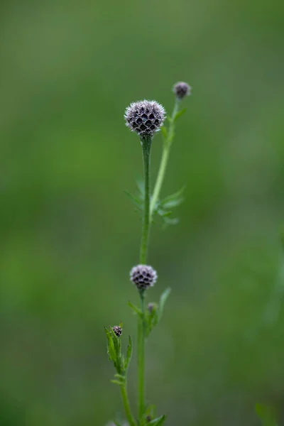 Λιβάδι Knapweed Πριν Ανθίσουν — Φωτογραφία Αρχείου