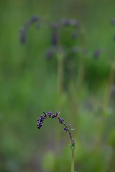 Colpo Minimalista Sognante Gambo Lavanda — Foto Stock