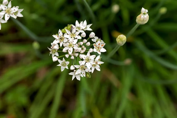 Květy Jedlé Rostliny Allium Tuberosum — Stock fotografie