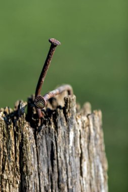 Tahta bir direkte iki eski eğri, paslı çivi