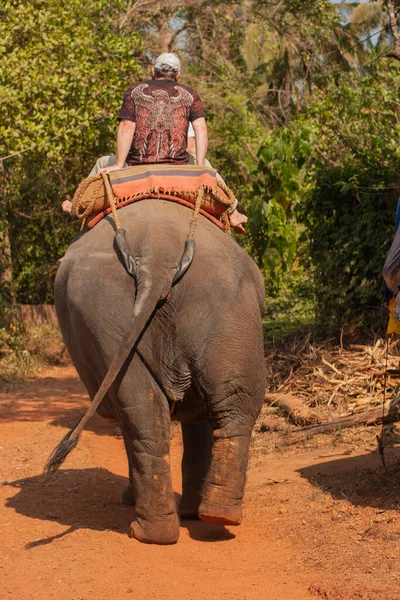 Vista Posteriore Dell Elefante Nella Fattoria Delle Spezie Goa India — Foto Stock