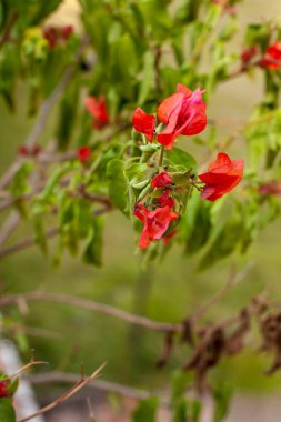 Karnataka eyaletindeki Bougainvillea çiçeği, Hindistan
