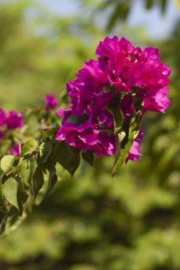 Karnataka eyaletindeki Bougainvillea çiçekleri, Hindistan