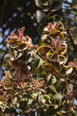 Hindistan 'ın Karnataka eyaletinde Acalypha wilkesiana çiçeği