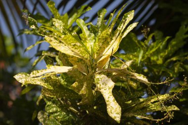 Karnataka Eyaleti, Hindistan 'da Croton (Codiaeum variegatum) çiçeği