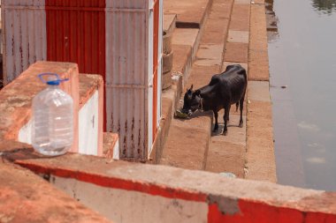 Hindistan 'ın Karnataka eyaletindeki Gokarna kasabasında evcil bir inek.