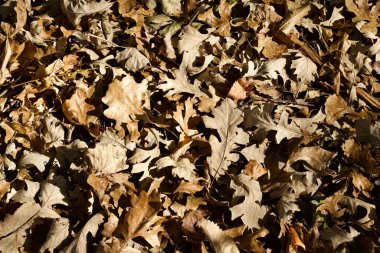 Bir orman zeminindeki kuru kahverengi meşe yapraklarının doku arka plan görünümünü kapat