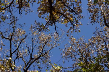 Renkli sonbahar ağacı dallarının yukarıdan görünüşü ile zıt mavi gökyüzü arkaplanı