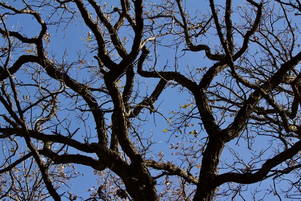 Vue Vers Haut Branches Arbres Automne Nues Avec Fond Bleu — Photo