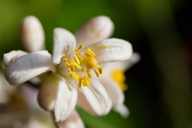 Dikkati dağılmış beyaz Meyer limon ağacı çiçeğinin soyut görüntüsünü kapat