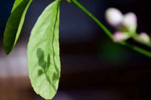 Vista Cerca Abstracta Una Hoja Limonero Meyer Que Muestra Sombra —  Fotos de Stock