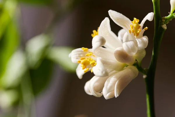 Nahaufnahme Abstrakter Ansicht Einer Zarten Weißen Meyer Zitronenbaumblüte Mit Defokussiertem — Stockfoto