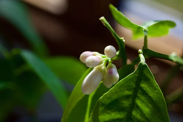 Close Abstract View Delicate White Meyer Lemon Tree Blossom Defocused — Stock Photo, Image