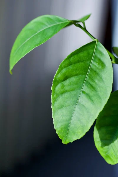 Vista Cerca Abstracta Una Hoja Sobre Limonero Meyer Con Fondo —  Fotos de Stock