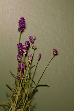 Doğal geri dönüştürülmüş kağıt zemin üzerinde, lavanta çiçeği tomurcuklarından oluşan güzel bir filizin makro soyut sanat görüntüsü, kopyalama alanı ile birlikte