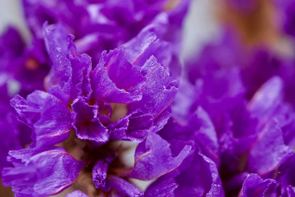 Macro View Beautiful Dried Purple Statice Limonium Flower Blossoms — Stock Photo, Image
