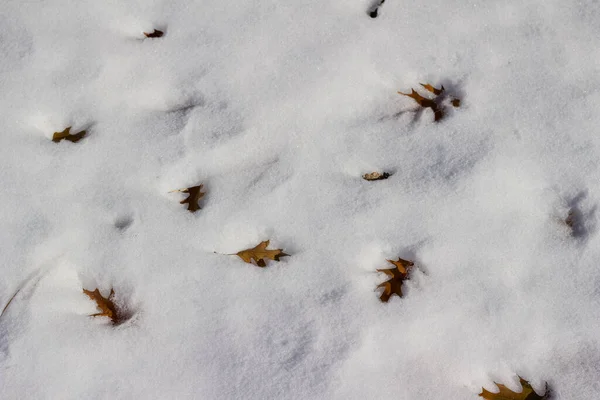 Abstract Texture Background Oak Leaves Snow — Stock Photo, Image