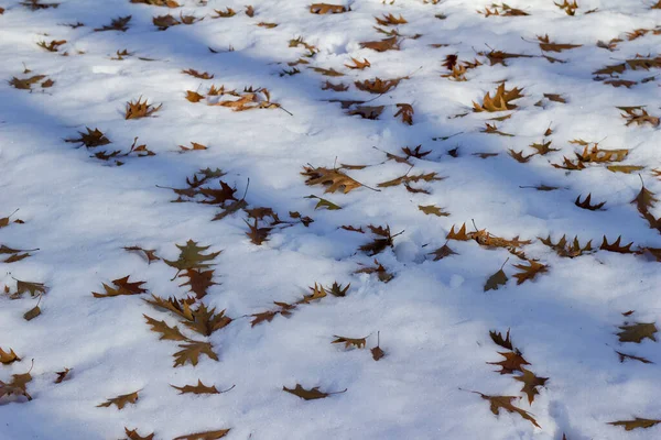 Textura Abstrata Fundo Folhas Carvalho Neve — Fotografia de Stock