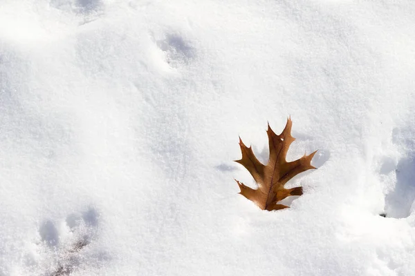 Abstract Texture Background Oak Leaf Snow — Stock Photo, Image