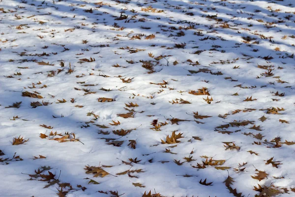Astratto Sfondo Texture Foglie Quercia Nella Neve — Foto Stock