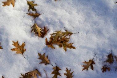 Abstract texture background of oak leaves in snow