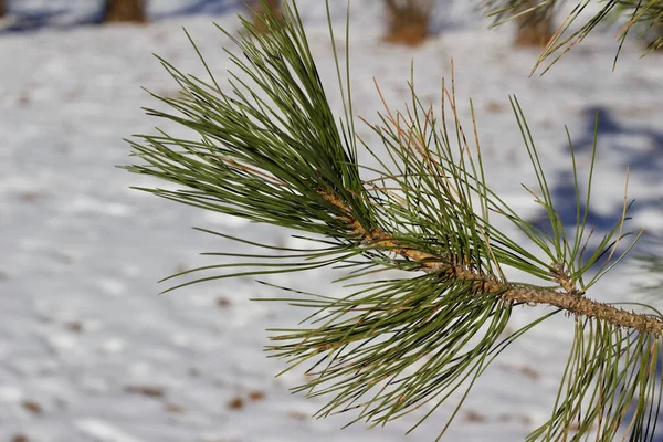 Close Texture View Long Needled Pine Tree Branch Snowy Ground — 스톡 사진