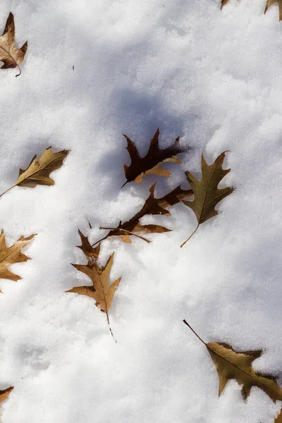 Textura Abstracta Fondo Hojas Roble Nieve — Foto de Stock