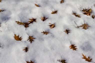 Abstract texture background of oak leaves in snow