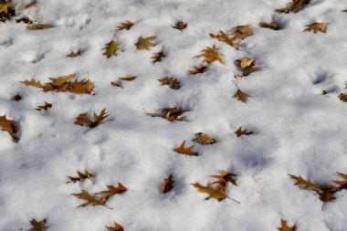 Abstract texture background of oak leaves in snow