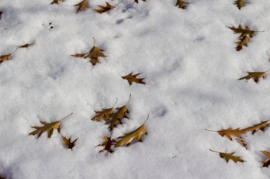 Abstract texture background of oak leaves in snow