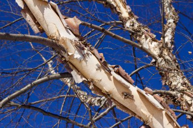 Close upward view of bare river birch tree branches with beautiful light torn bark against a deep blue sky