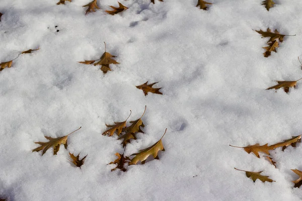 Abstract Texture Background Oak Leaves Snow — 图库照片