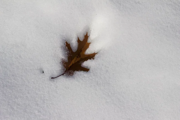 Abstract Texture Background Solitary Oak Leaf Snowy Ground — Stock Photo, Image