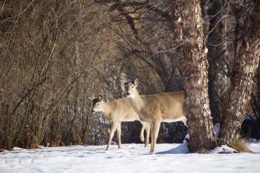 A family of white-tail deer explores a snow covered wooded ravine area