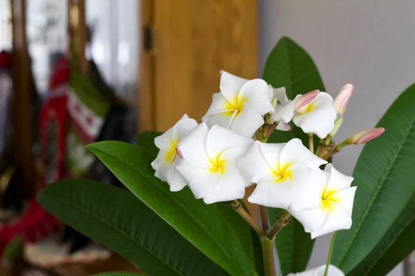Close View Beautiful White Flower Blossoms Indoor Plumeria Frangipani Plant — Stock Photo, Image