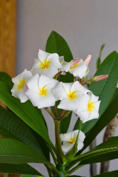 Close View Beautiful White Flower Blossoms Indoor Plumeria Frangipani Plant — Zdjęcie stockowe