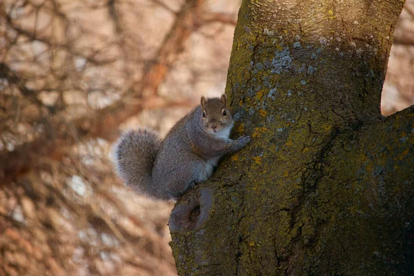 Profile View North American Gray Squirrel Clinging Tree Trunk Looking — Zdjęcie stockowe