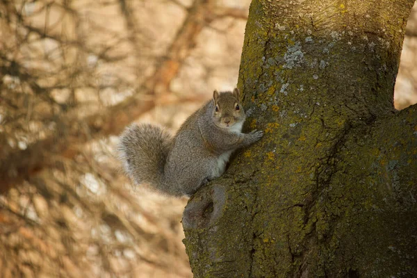Profile View North American Gray Squirrel Clinging Tree Trunk Looking — Zdjęcie stockowe