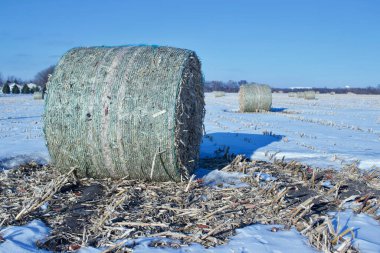 Winter landscape view of round harvested corn stalk bales in an open snow covered field on a sunny day with blue sky