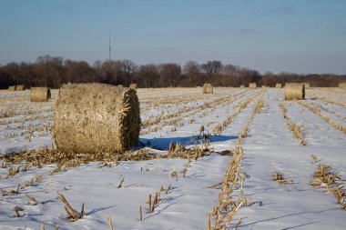 Winter landscape view of round harvested corn stalk bales in an open snow covered field on a sunny day with blue sky
