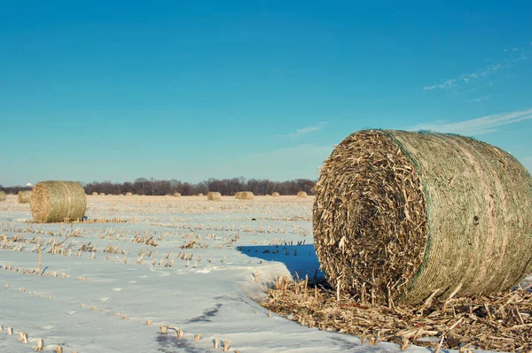 Зимний Пейзаж Круглой Собранной Кукурузы Стебли Тюки Открытом Заснеженном Поле — стоковое фото