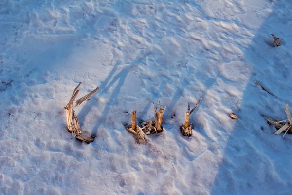 Vista Cerca Filas Tallos Maíz Nieve Después Ser Cosechados Campo — Foto de Stock