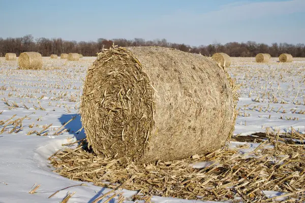 Winter Landscape View Harvested Corn Stalk Bales Open Snow Covered — Zdjęcie stockowe