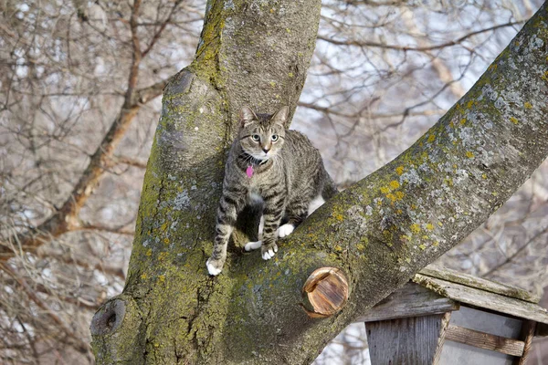 Curious Gray Tabby Cat Explores Tree Limb Winter — 스톡 사진