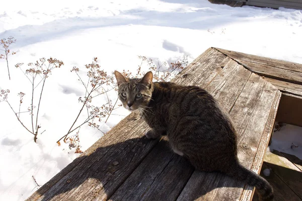 Tabby Cat Sitting Wooden Deck Bench Explores Newly Fallen Snow — 图库照片