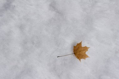 Abstract texture background of a single autumn maple leaf on a snowy ground surface background